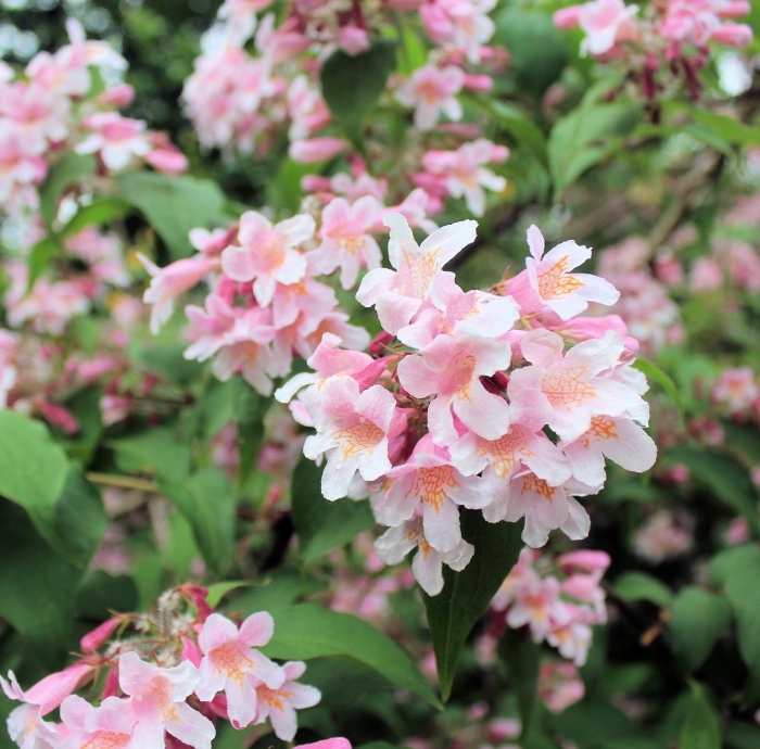 Кустарник кольквиция прелестная