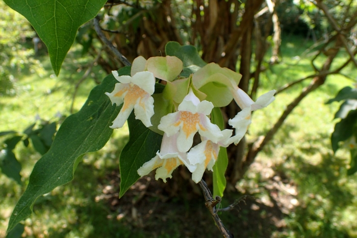 Катальпа бигнониевидная catalpa bignonioides