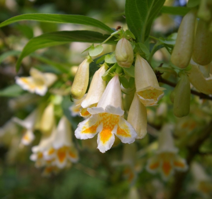 Вейгела миддендорфа