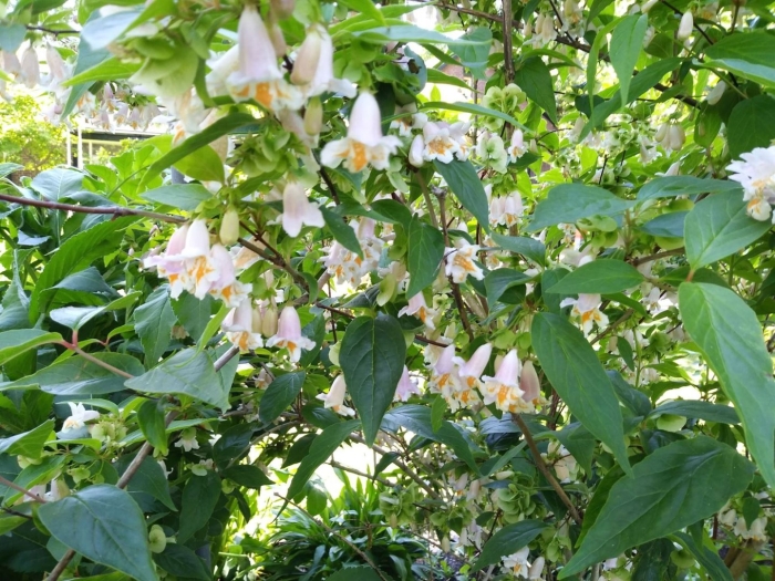 Кольквиция прелестная (kolkwitzia amabilis)