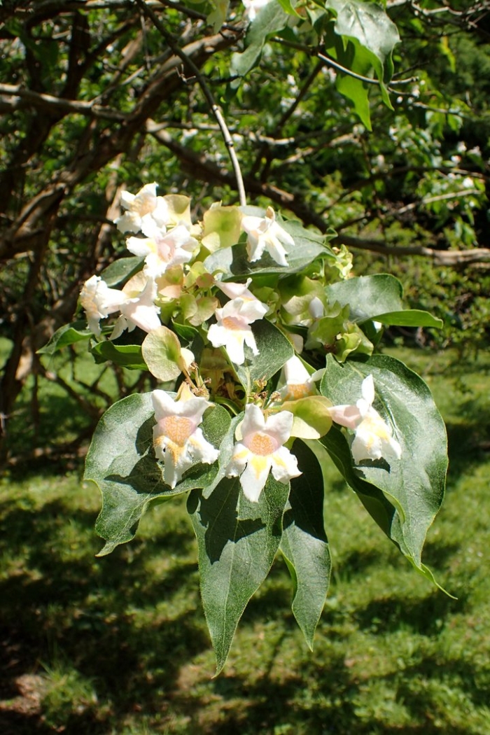 Dipelta floribunda