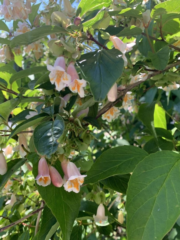 Декоративные кустарники