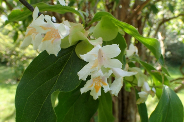 Catalpa bignonioides