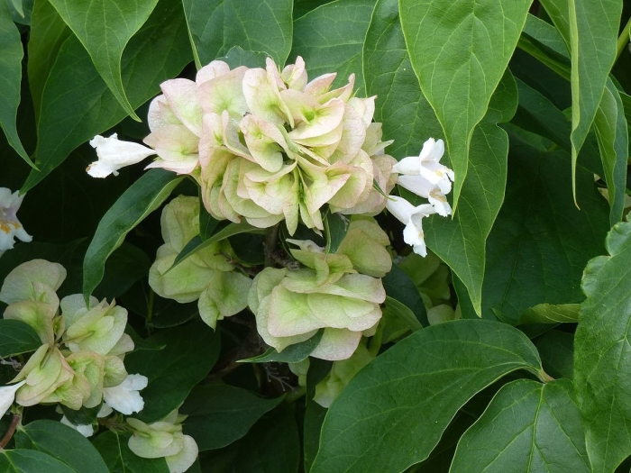 Hydrangea petiolaris