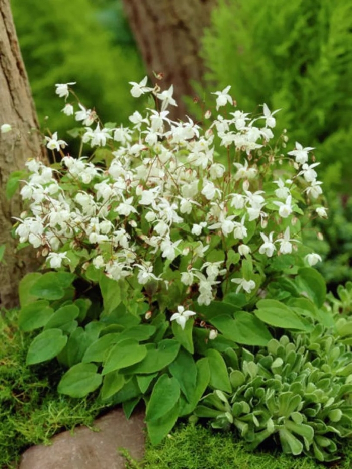 Горянка юнга нивеум