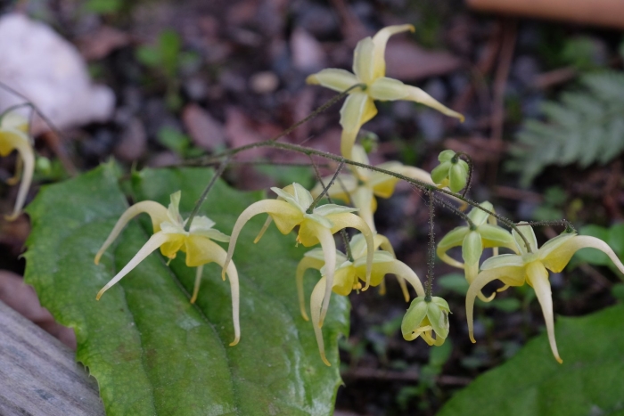 Epimedium lishihchenii