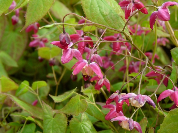 Горянка красная epimedium rubrum