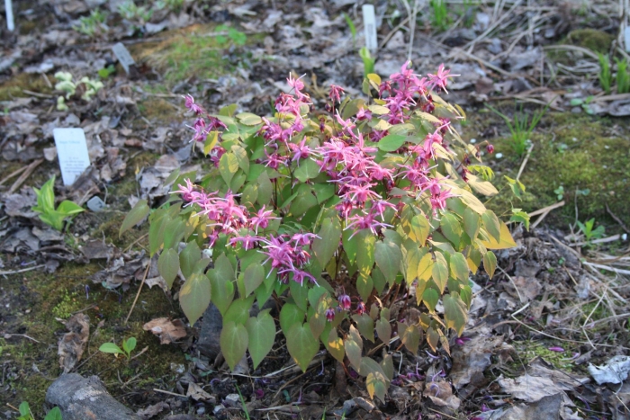 Горянка юнга roseum