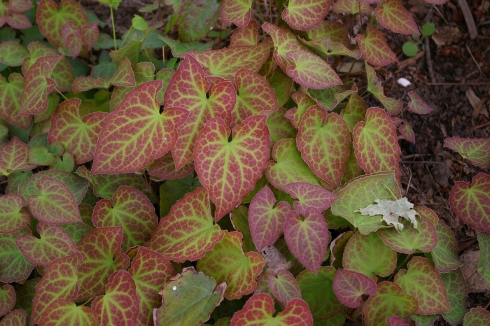 Epimedium sagittatum