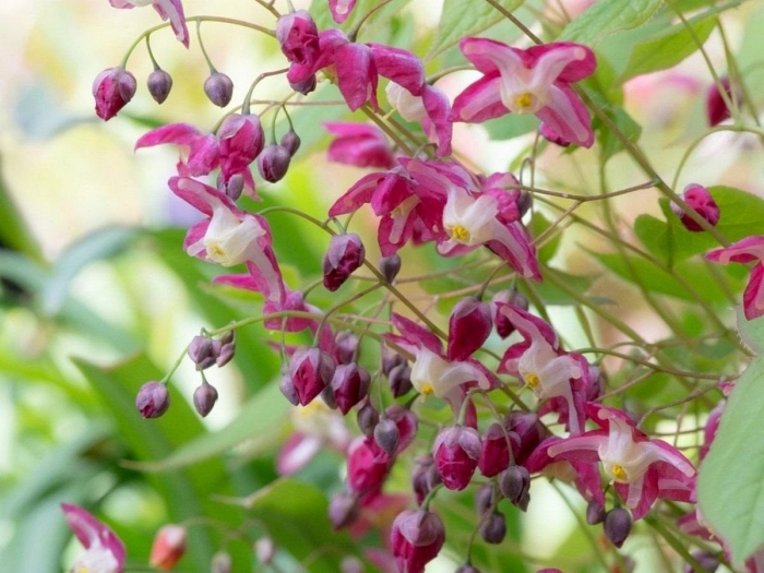 Горянка красная rubrum