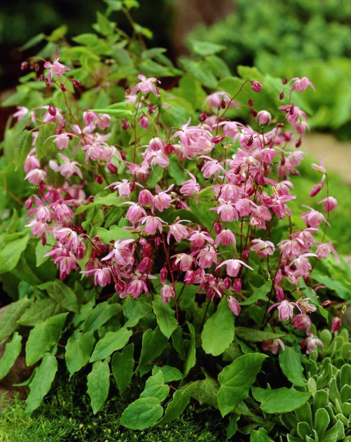 Горянка розеум