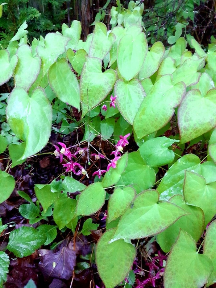 Горянка красная epimedium rubrum