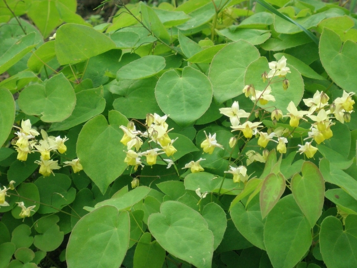 Горянка colchicum