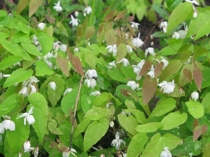 Epimedium youngianum