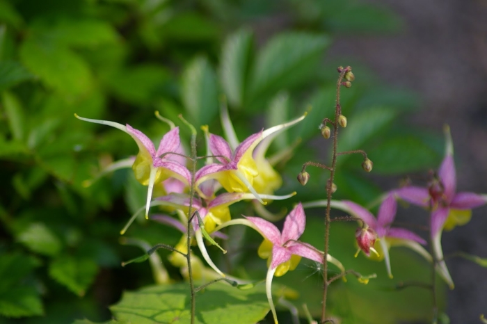 Горянка файер дракон