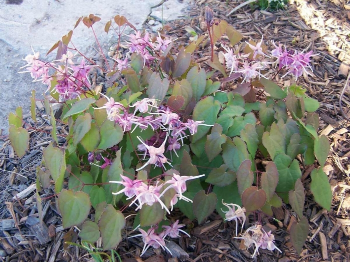 Горянка крупноцветковая lilafee