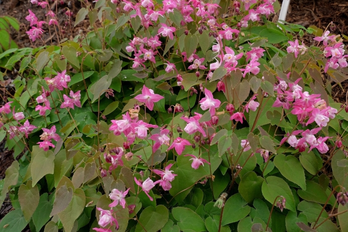 Горянка растение