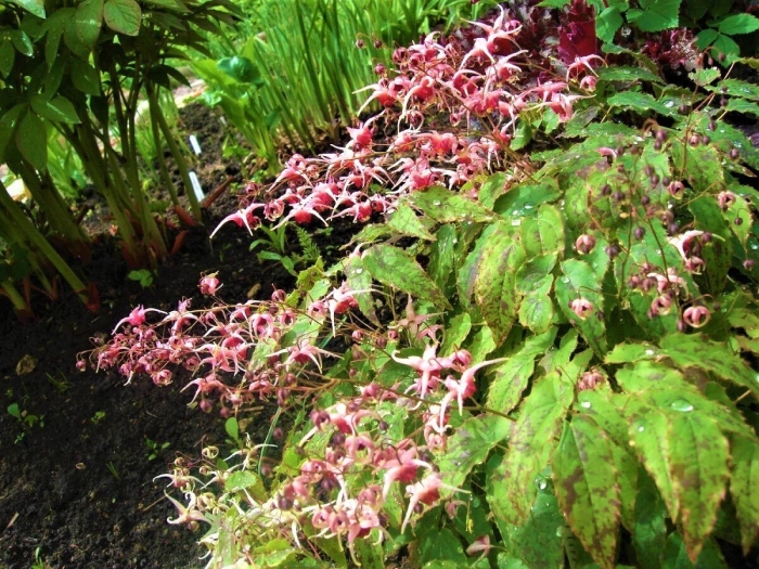 Epimedium pink champagne