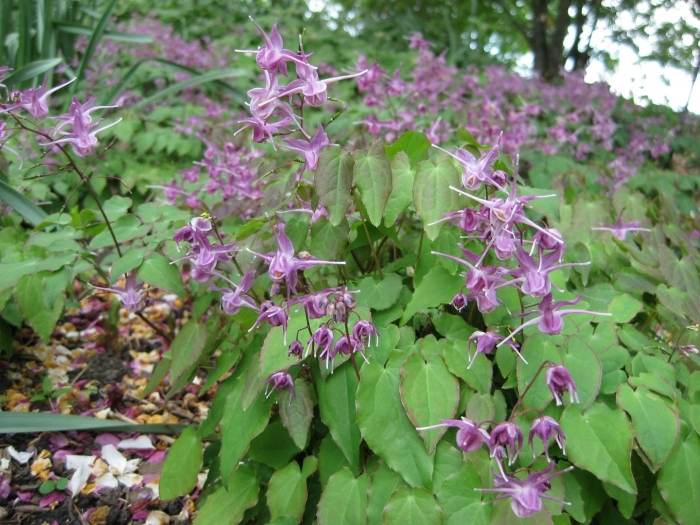 Горянка grandiflorum