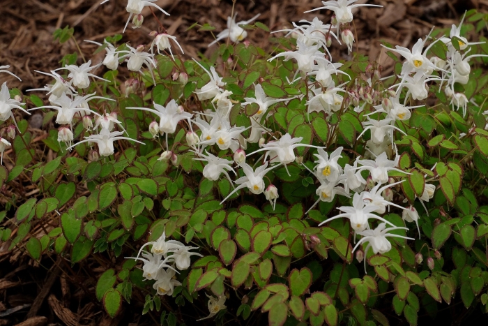 Горянка нанум крупноцветковая