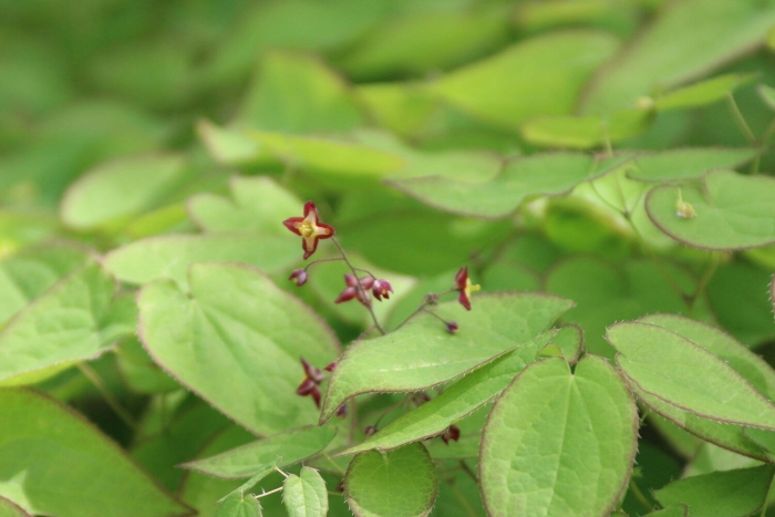Epimedium alpinum