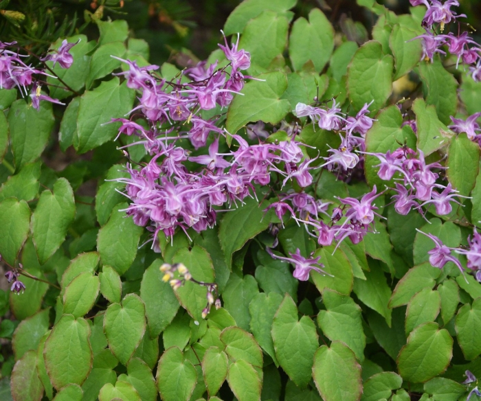 Горянка lilafee