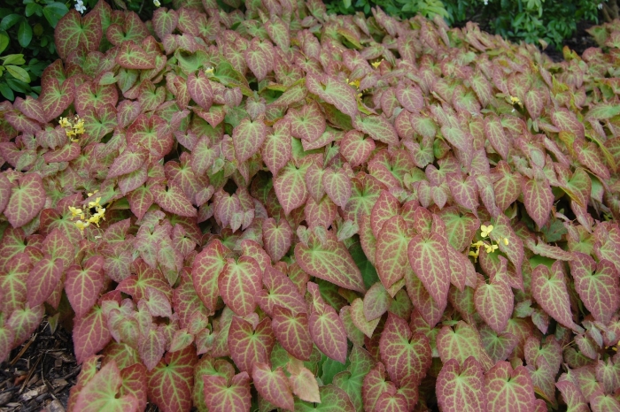 Горянка красная rubrum