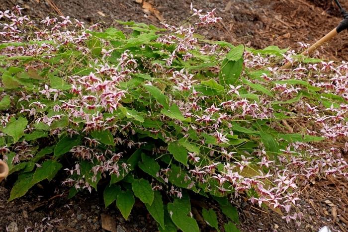 Epimedium pink champagne