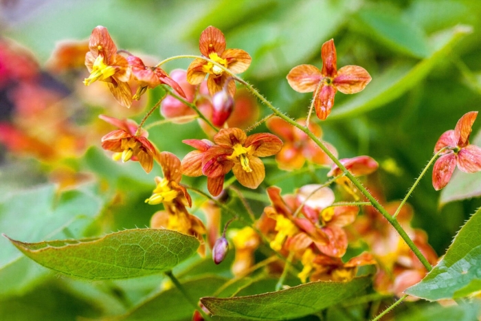 Горянка варлийская orange