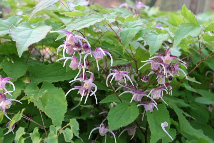 Epimedium grandiflorum