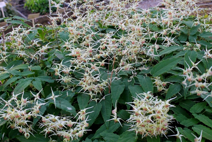 Эпимедиум домино