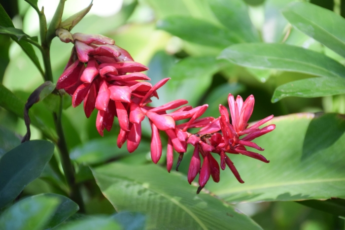 Альпиния лекарственная