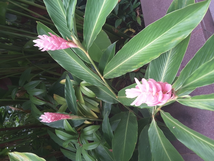 Альпиния пурпурная