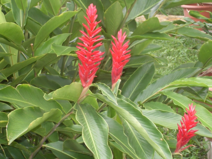 Альпиния пумила