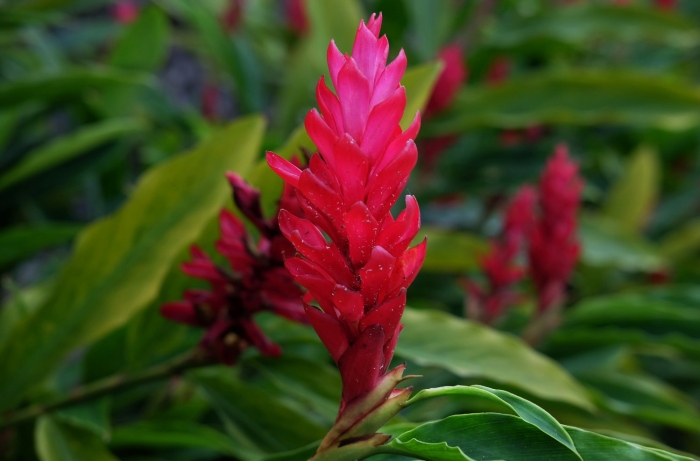 Альпиния пурпурная