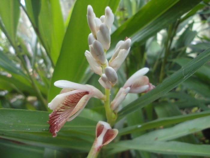 Alpinia officinarum