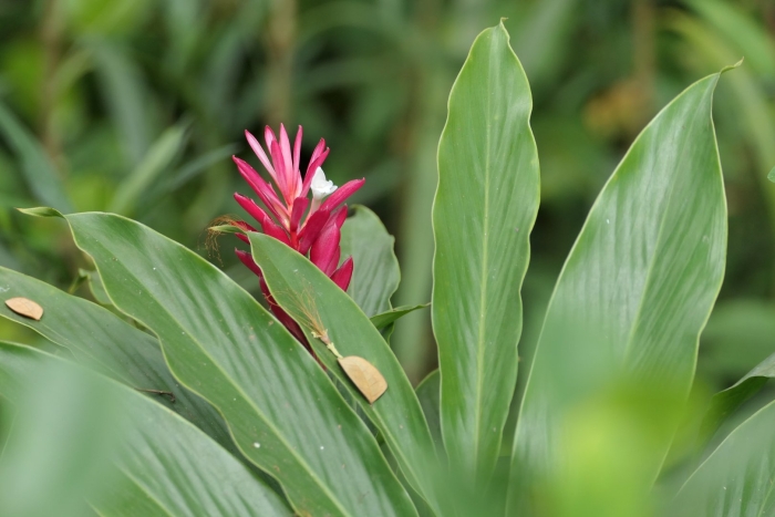 Zingiber officinale/ имбирь