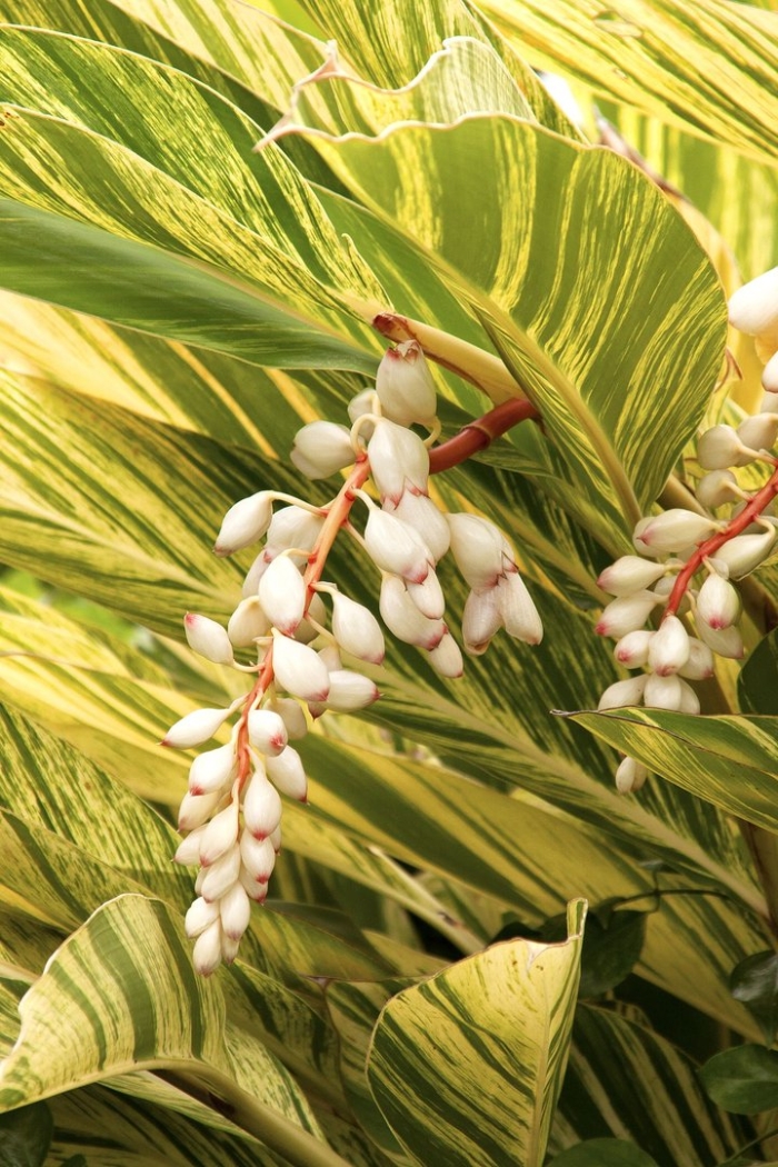 Alpinia zerumbet variegata
