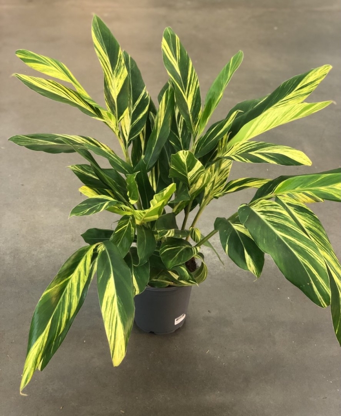 Альпиния церумбет вариегата