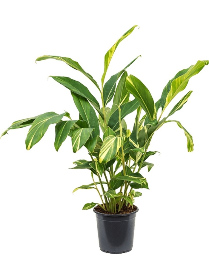 Альпиния вариегатная