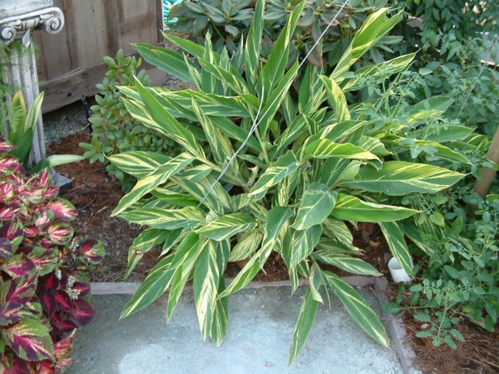 Альпиния церумбет