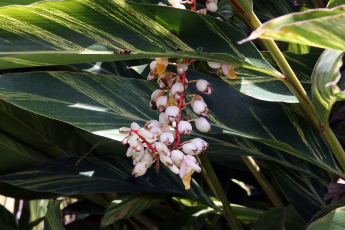 Alpinia zerumbet