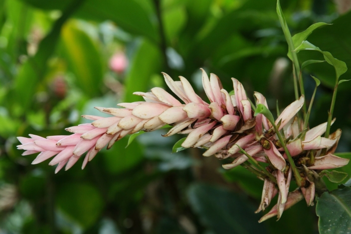 Alpinia purpurata