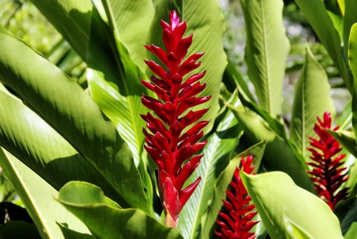 Растение альпиния