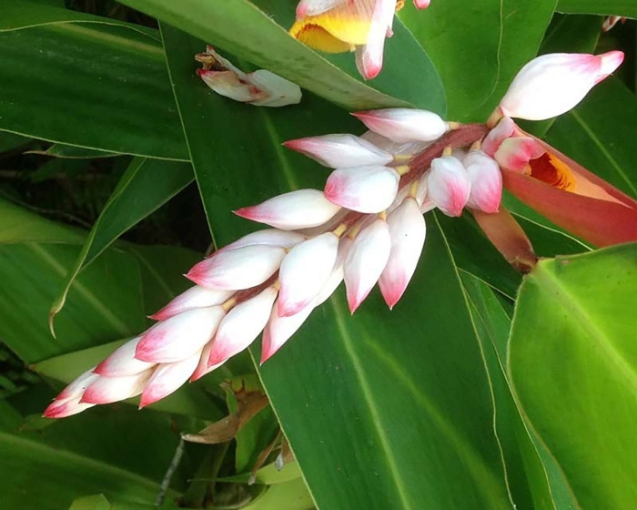 Альпиния церумбет