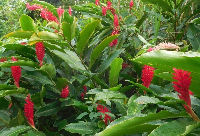 Альпиния сандера