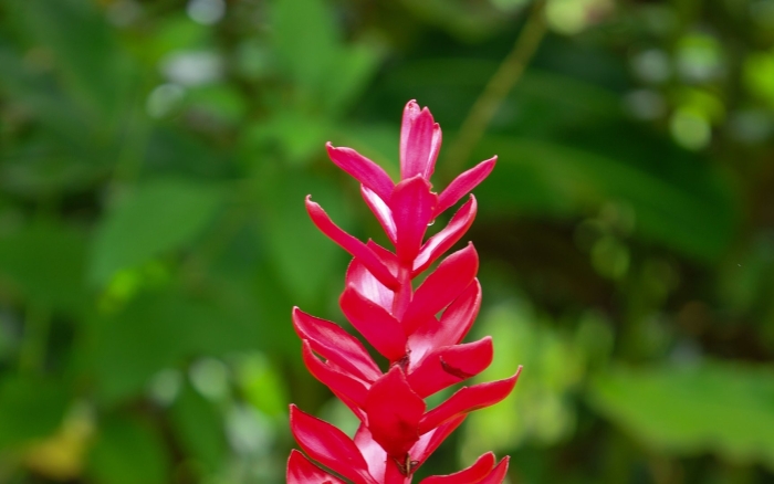 Альпиния остролистная