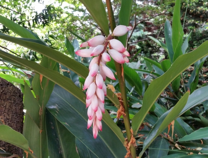 Кардамон цветок