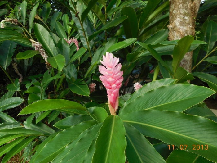 Гавайский имбирь цветок