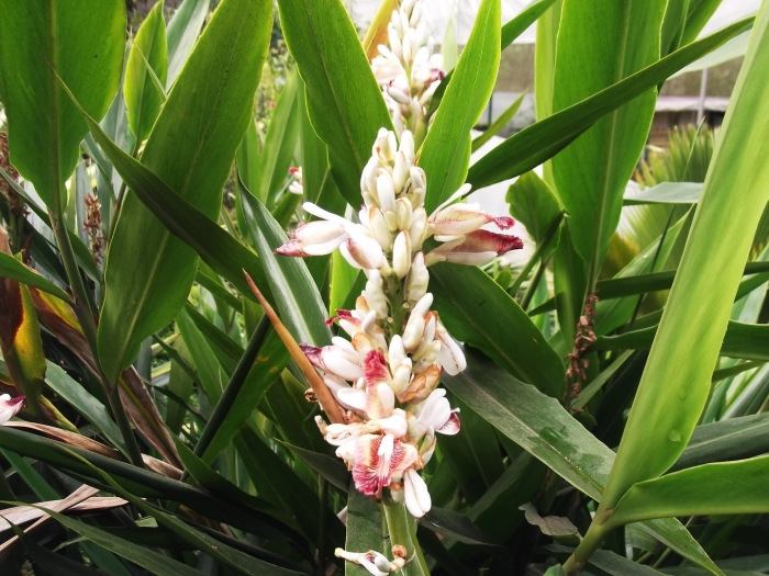 Alpinia galanga